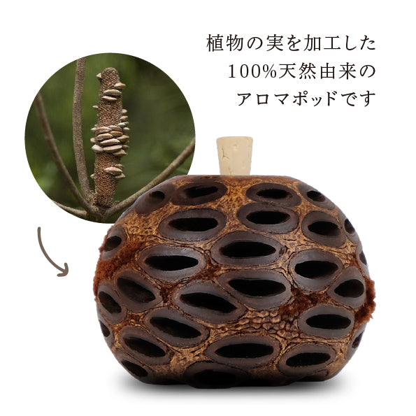 バンクシア アロマポット Mサイズ