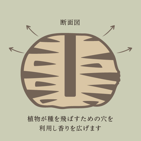 バンクシア アロマポット Mサイズ