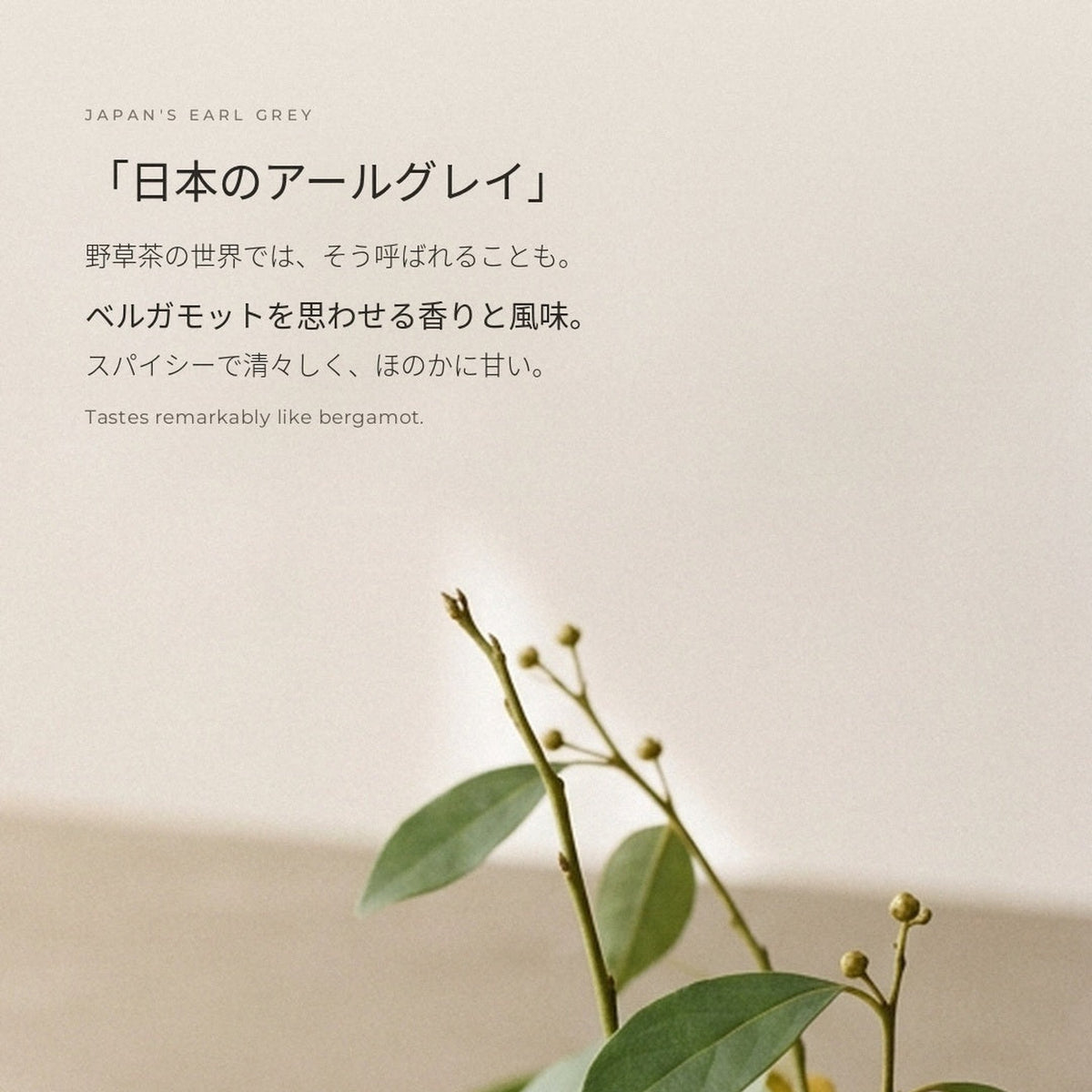 日本のアールグレイと呼ばれるクロモジ - ベルガモットを思わせる香り