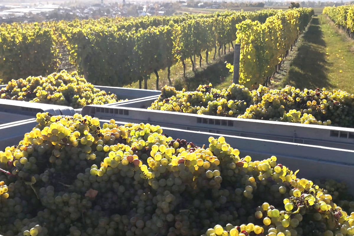 Kosmic Alchemy wine harvest - sustainable farming practices