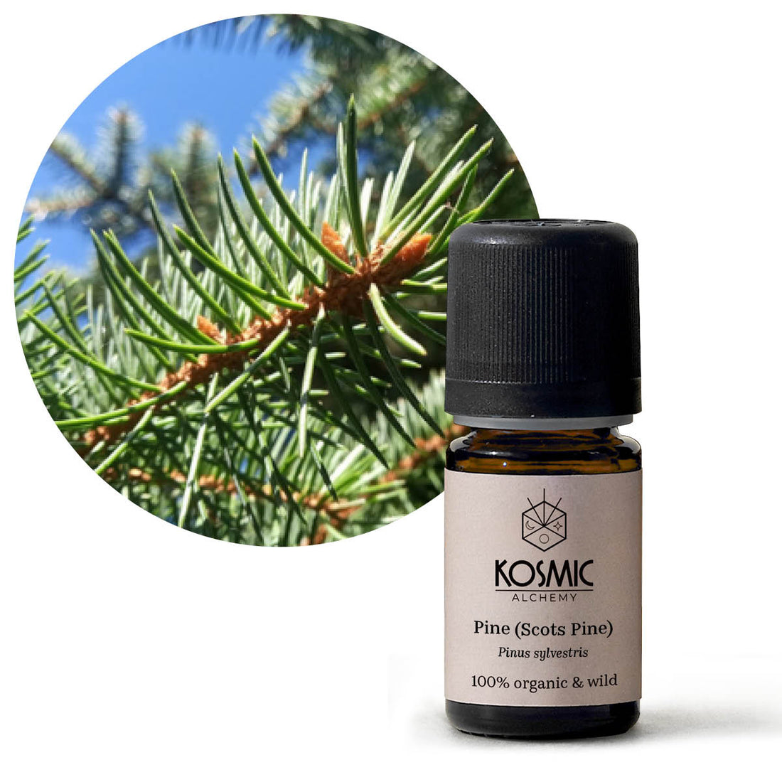 Organic Essential Oil - Pine (Scots Pine)