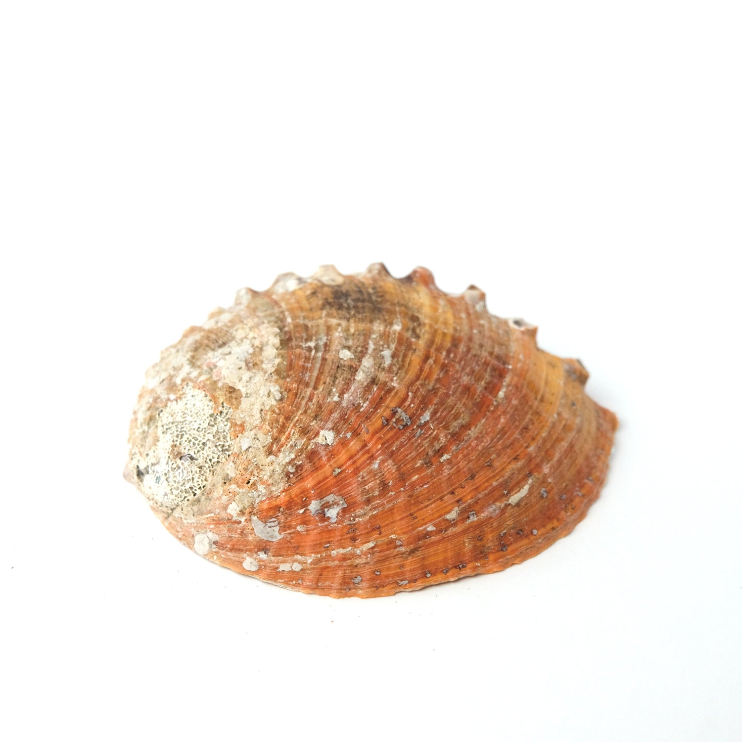 White Sage &amp; Abalone Shell Ritual Gift Set