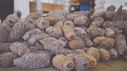 バンクシア アロマポット Sサイズ